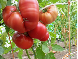 Томат Санта Лючия, (Sainte Lucie) США