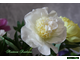 Paeonia Cutie