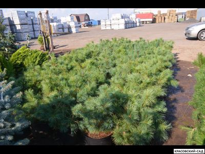 Сосна стланиковая Глаука кедровая - Pinus pumila glauca