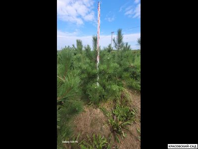 Сосна Крымская Черная 6 метров