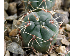 Gymnocalycium baldianum VG-1484  (D=12-15 мм)