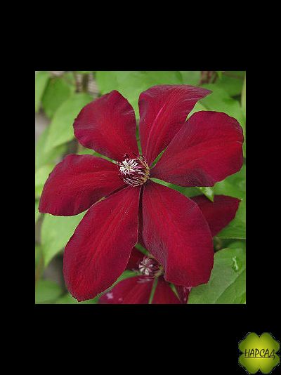 Клематис "Westerplatte" (Вестерплатте)