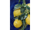 Лимоны (синие)