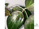 Hoya cv. Genieve (MB-1141)