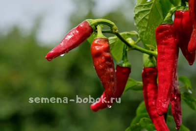 Перец острый Peperone Friariello, 10 шт