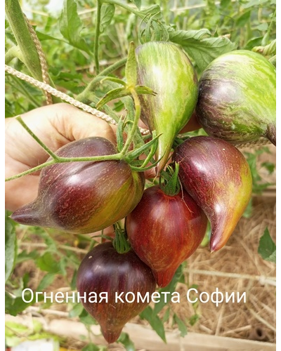 Томат Огненная комета Софии