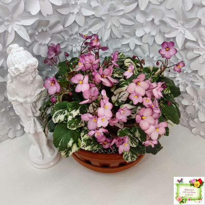 Mac's 1306-2 (G.McDonald) трейлер