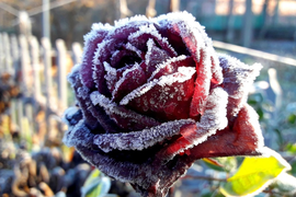 Новый год в Крыму