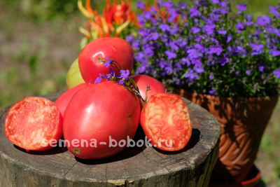 Томат Begemot King (Бегемот Кинг), 10 шт.