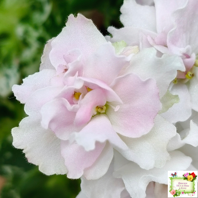 МТ-Кокилье (М. Тотиева) 2023 г.