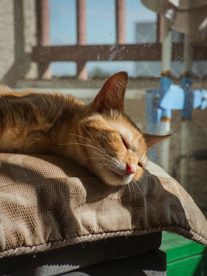 Все породы кошек могут видеть сны?