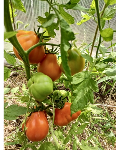 Томат Японский трюфель оранжевый