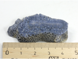 Коралл голубой Акори, Австралия (45*25*9 мм, 11 г) №37702