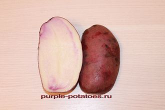 Сорт картофеля Чугунка