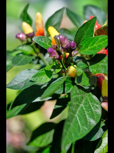 Перец острый BRW Claster, 10 шт