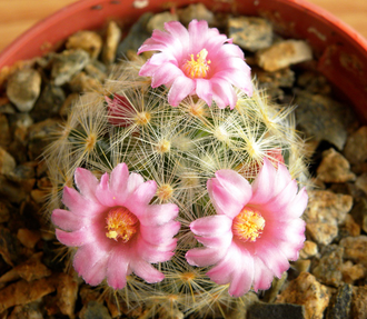 Mammillaria laui ssp.dasyacantha L1219 - 10 семян