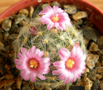 Mammillaria laui ssp.dasyacantha L1219 - 5 семян