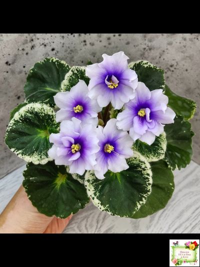 Р-Дурман (В. Зуб) 2020 г. (лист с детками укоренённый)