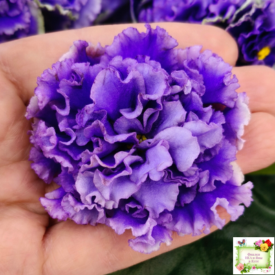 РМ-Синий Бриллиант (Н. Скорнякова) 2023 г.