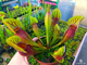 Sarracenia x alata x catesbaei