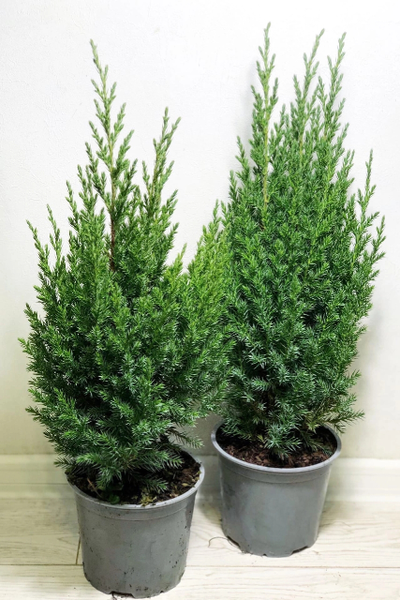 Можжевельник китайский Stricta