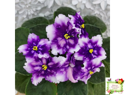 МТ-Свет Кометы (М. Тотиева) 2022 г.