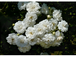 Гирлянд де Амур