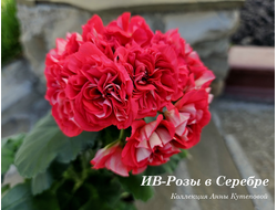 Пеларгония ИВ-Розы в Серебре