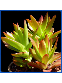 Crassula capitella 'Campfire'