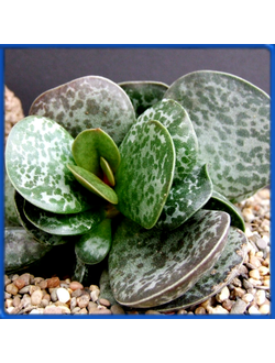Adromischus maculatus, Klaarstroom