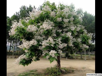 Катальпа бигнониевидная