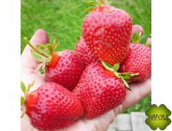 КЛУБНИКА "ГАРМОНИЯ" (РЕМОНТАНТНАЯ, С АБРИКОСОВЫМ ВКУСОМ)