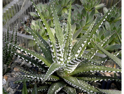 Haworthia fasciata cv. Big Band (Голландия) - детка