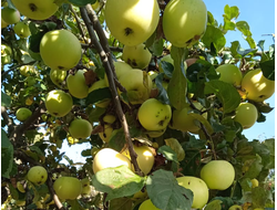 Яблоня осенняя (наличие в садовом центре)