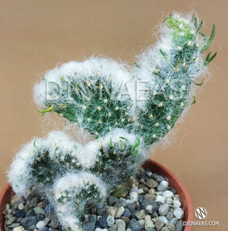 Opuntia Vestita Cristaat