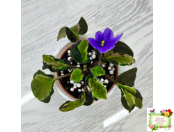 СФ-Томная Жозефина (С. Фатеева) листовая химера