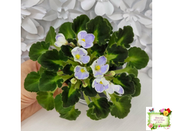 Vi-Лесная Нимфа (И.Виблая) 2021 г. (гёрл-листья)