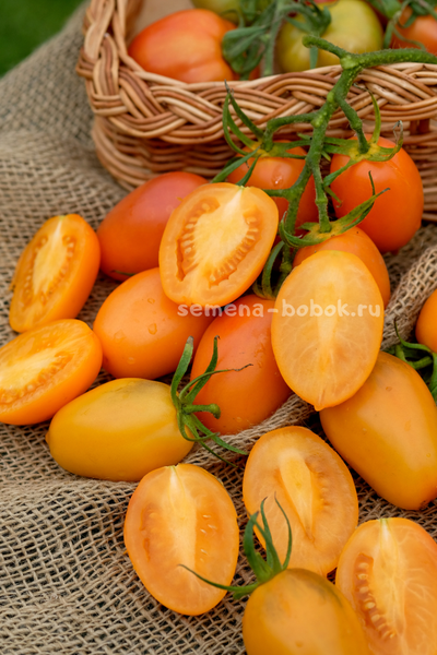 Томат Orange Roma (Оранжевый Римский), 10 шт