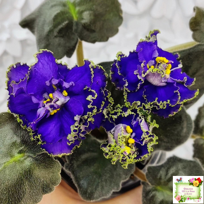 ЕК-Кудри Посейдона (Е.В. Коршунова) 2017 г. (лист посажен 01.11.25)