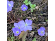 Jeffersonia dubia