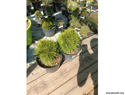 Сосна Гельдрейха Шмидта - Pinus leucodermis Schmidtii