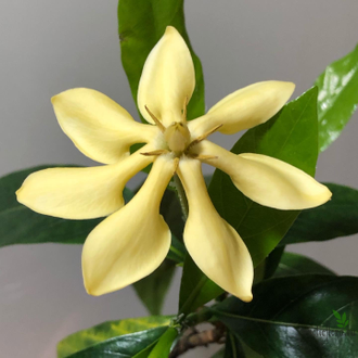 Gardenia sp.(T03) Papua New Guinea