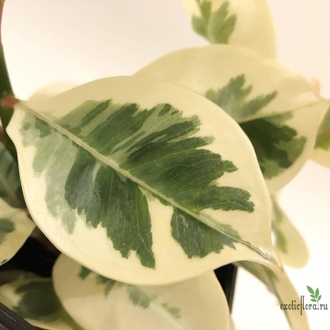 Ficus elastica cv. 'Melany' variegata / Фикус Эластика «Мелани» вариегатный