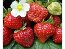 Земляника ремонтантная Эви 2  ЗКС