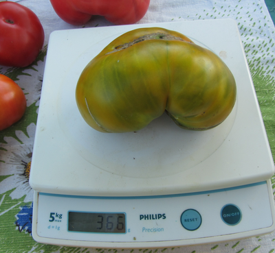 Томат  Золото Cherocee Green (Золото Чероки грин)