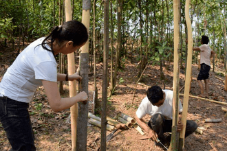 Коричник китайский, Кассия (Cinnamomum cassia) 10 мл - 100% натуральное эфирное масло