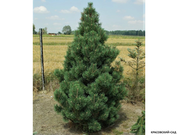 Сосна Колумнарис - Columnaris