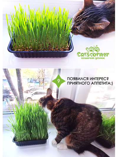 Набор "12 недель": одноразовый лоток для кошек и котят с наполнителем 3в1. Подарок - трава "микс" для выращивания