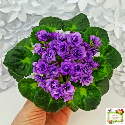 Little Caboose (H. Pittman) (гёрл-лист с кроновой пестролистностью)