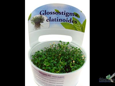 Глоссостигма (меристемная)